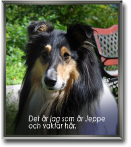 Colliehunden Jeppe vaktar.